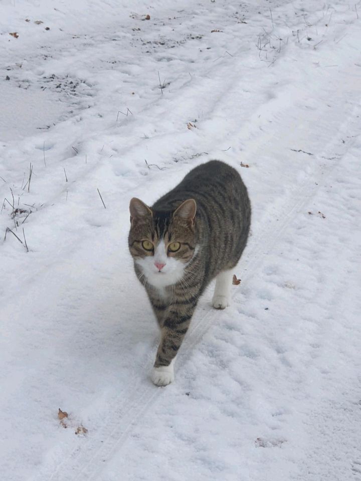 Leo wird vermisst! in Malschwitz