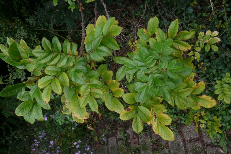 Kartoffelrosen, Hagebuttenrose; Wildrosen, Bodendecker in Eggebek