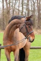 Hunter Springpferd Freizeitpferd Dressurpferd Allrounder Nordrhein-Westfalen - Gescher Vorschau