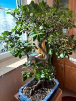 Großer Bonsai, Ficus, inkl. Schale Dresden - Loschwitz Vorschau