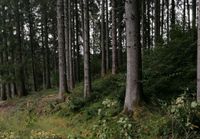 Suchen Forstgrundstück, Wald Thüringen - Dermbach Vorschau