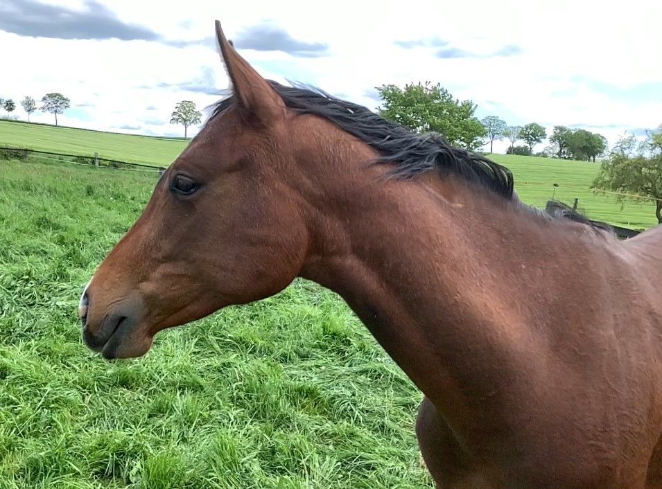 Shani, Pinto Stute, Allrounder, Ready to Go in Schieder-Schwalenberg