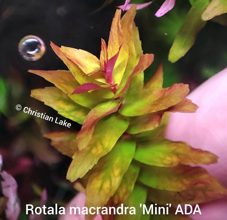 ❌ VERKAUFT❌❗SALE❗⭐☘️ Rotala macrandra 'Mini' ADA Aquariumpflanzen in Meppen
