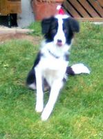 Border Collie Mix Niedersachsen - Hardegsen Vorschau