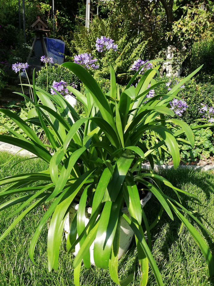 Agapanthus Schmucklilie blau groß mehrere Jahre alt in Kempten