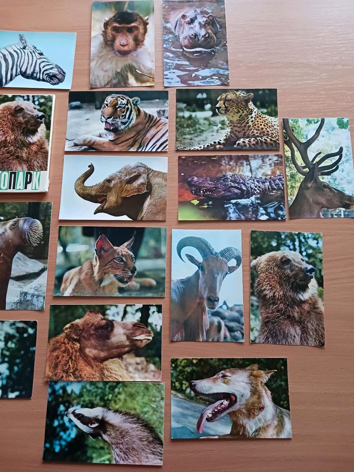 Ansichtskarten Tiere Zoo Moskau Sammlung verschiedene in Ingolstadt