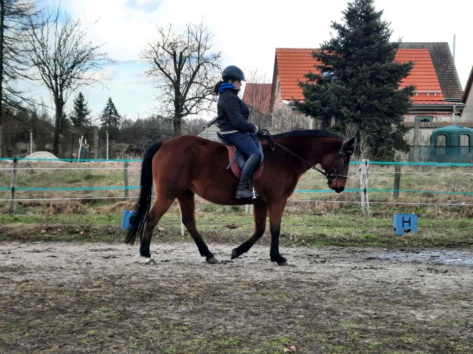 Reitbeteiligungen für Kinder, Jugendliche, leichte Erwachsene in Wollin bei Brandenburg an der Havel