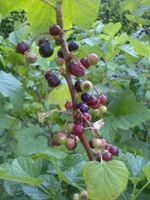 schwarze Johannisbeere --- Silvergieter Niedersachsen - Großheide Vorschau