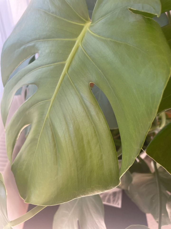 Monstera Pflanze in München