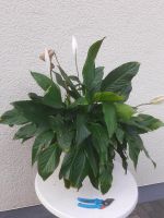 Spathiphyllum wallisii Blattfahne Einblatt Spathenblume Zwerg-Bla Nordrhein-Westfalen - Iserlohn Vorschau