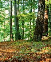 Suche Wald,  waldgrundstück, forstwirtschaftlichen Flächen Saarland - Nohfelden Vorschau