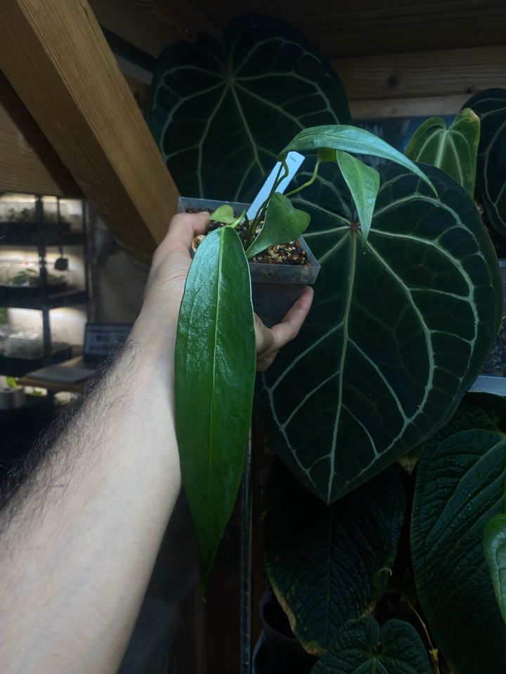 Anthurium wendlingeri in Berlin