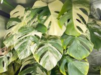 Monstera variegata Wetsticks Bayern - Waldkirchen Vorschau