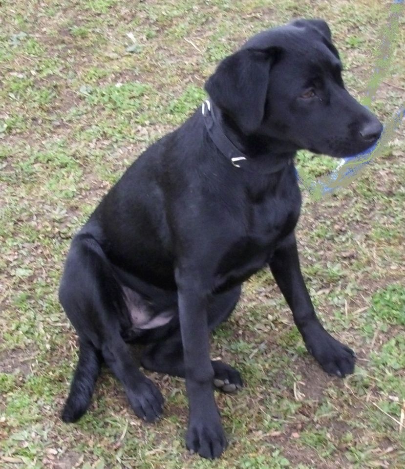 Junghunde-Anfänger, Erziehung Training Hund in Jork