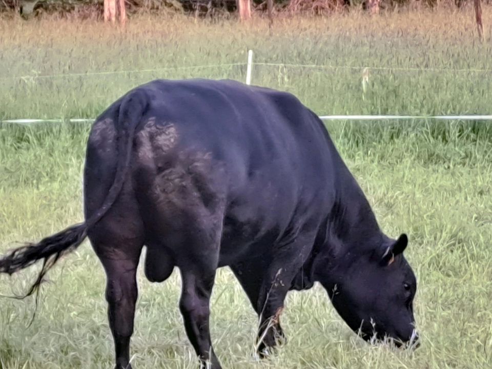 Angus Bulle schwarz (41) in Velen