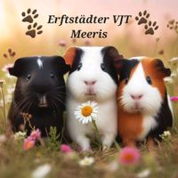 Besuche auf der Meerschweinchen Farm!♡ Nordrhein-Westfalen - Erftstadt Vorschau