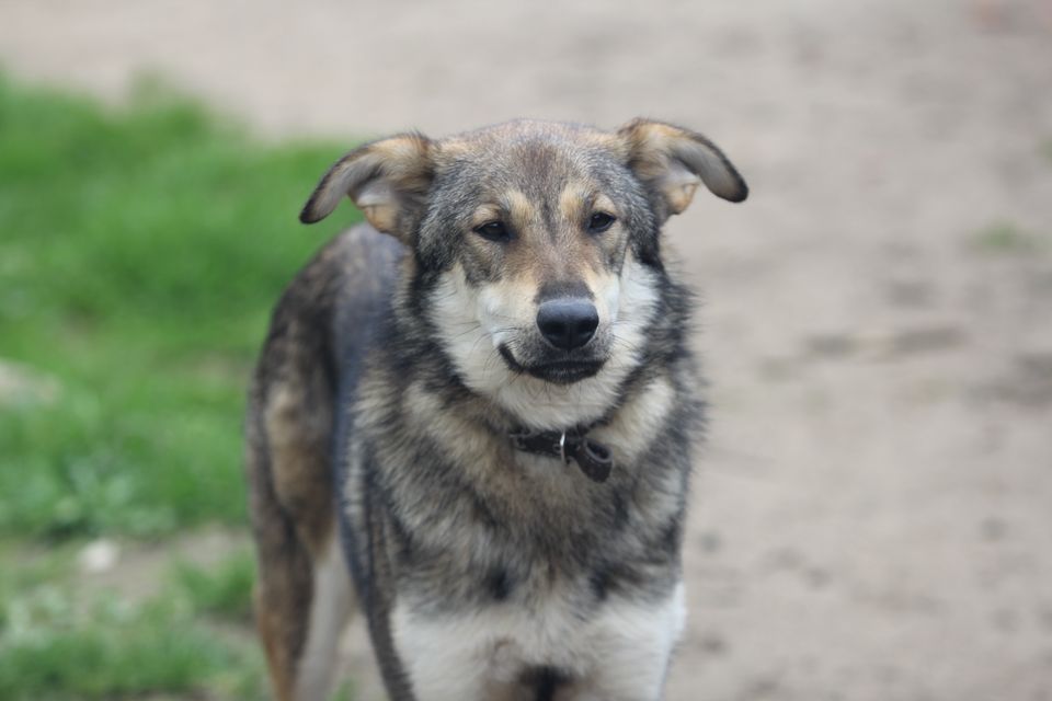 Schäferhund-Mischling PEPPINO sucht Zuhause in Tellingstedt