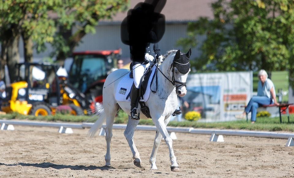 Traumpony! Schleifensammler! Deutsches Reitpony Kinderpony in Coburg