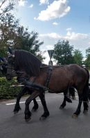 Treues Kutschpferd sucht neuen Besitzer Niedersachsen - Lingen (Ems) Vorschau