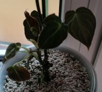 Philodendron Melanochrysum Jungpflanze Thüringen - Weimar Vorschau