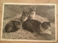 Postkarte NS Frauenkalender Katzen 1942 Baden-Württemberg - Freiburg im Breisgau Vorschau