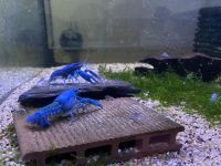 Blauer Floridakrebs - Procambarus alleni ab 6€ NZ ca 3-4cm Sachsen - Kitzscher Vorschau