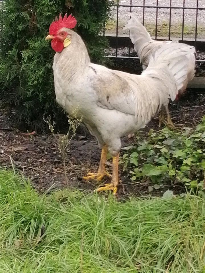 Junghahn Naturbrut aus 06/2023 Geimpft&Endwurmt Gross&Kräftig in Dortmund