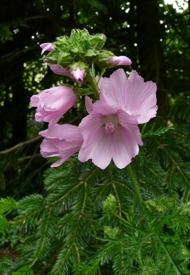 Blumenstauden, Stauden, Büsche, Kräuter, Bodendecker in Eggebek