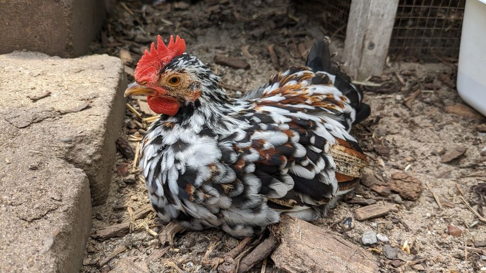 Serama Hahn bunt zahm europäisch geimpft lieb handzahm Zwerghuhn in Lünen