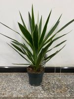 Yucca elephantipes gelber Rand 60cm Nordrhein-Westfalen - Simmerath Vorschau