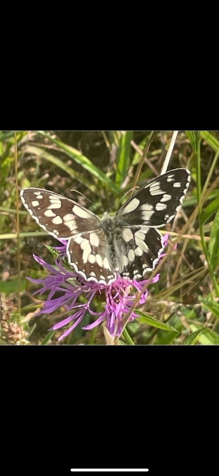 30 Samen Wiesen-Flockenblume, Naturgarten Schmetterling Saatgut in Baldham