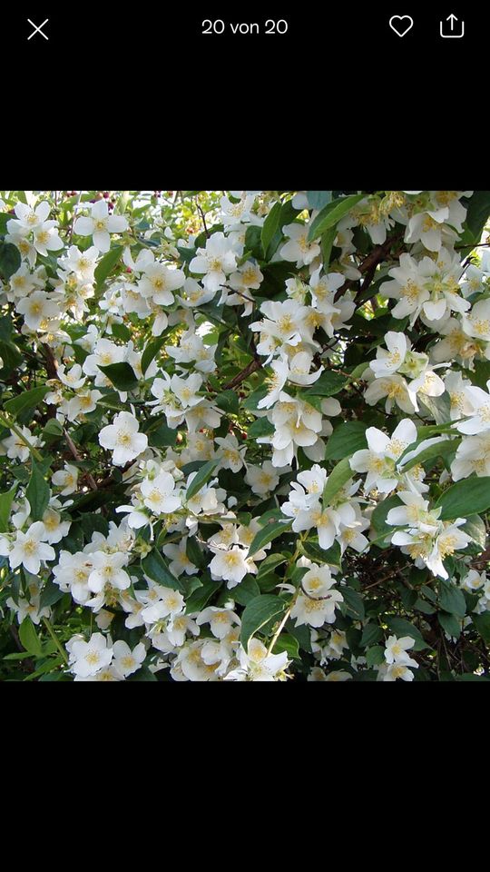 Bauernjasmin Zierstrauch weiß Blüte Mai oder fasanenspiere in Mainz