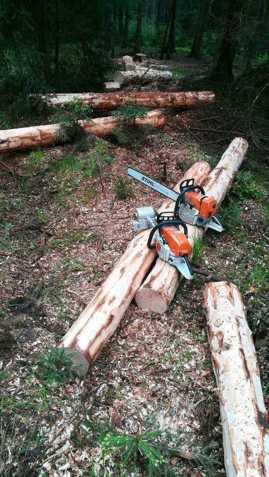 Biete Gartenarbeit aller Art an Heckeschneiden/ Baumfällung in Radeberg