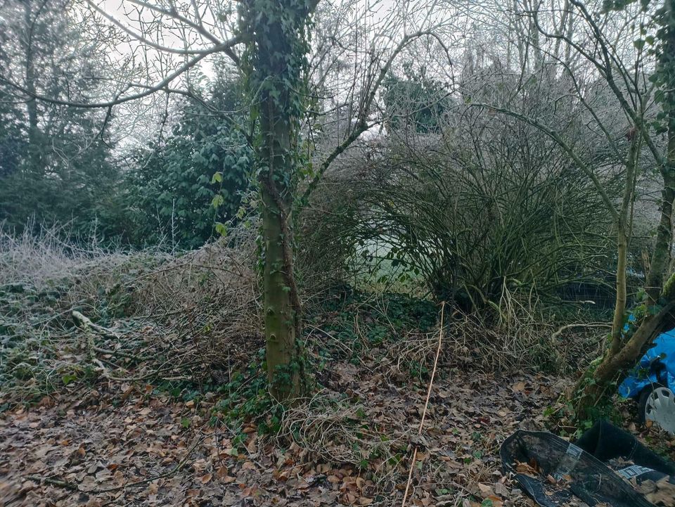 Baggerarbeiten Baumpflege Wurzel Entfernung Wildwuchs Garten in Goch