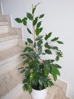 Birkenfeige, Ficus benjamina Rheinland-Pfalz - Maring-Noviand Vorschau