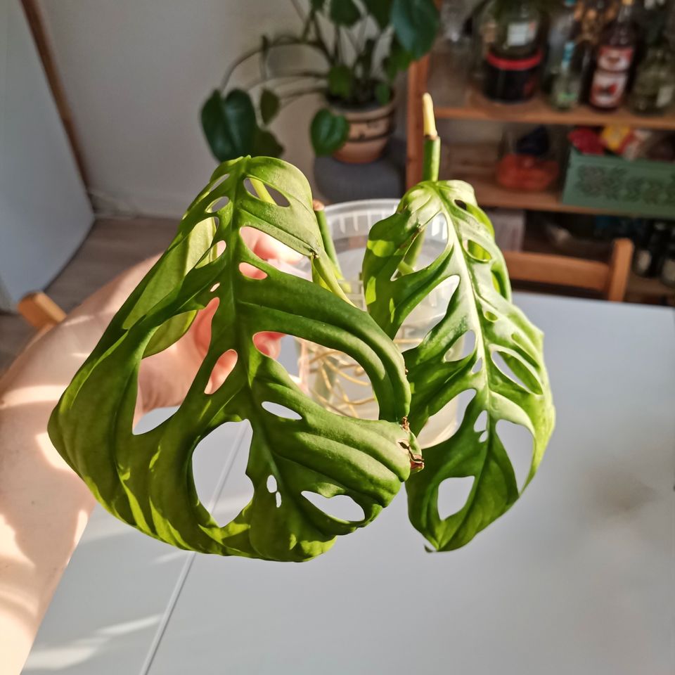 Monstera esqueleto - Ableger in Osnabrück