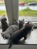 4 kleine Kätzchen suchen neue Besitzer Niedersachsen - Wilhelmshaven Vorschau