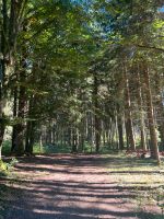 Wald Durchforstung Holzeinschlag Holz Vermarktung Bayern - Frensdorf Vorschau