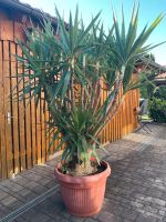 Yucca Palme Bayern - Teublitz Vorschau