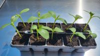 10 Gurken Pflanzen Salatgurken 8 cm Nordrhein-Westfalen - Kaarst Vorschau