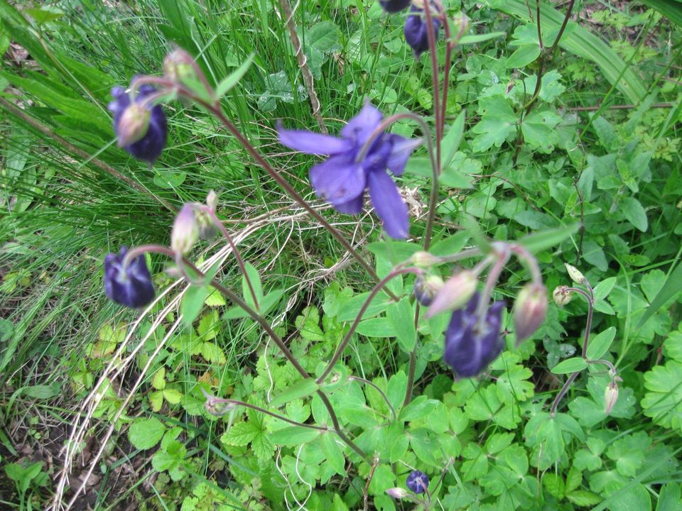 Akeleipflanzen abzugeben - jetzt mit Blüte in Flintbek