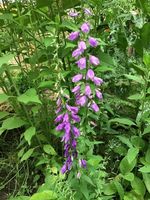 Saatgut/Samen - Rapunzel-Glockenblume (Campanula rapunculus) Nordrhein-Westfalen - Viersen Vorschau