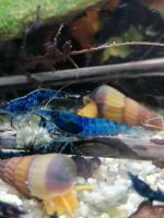 Blue Dream / Blue Diamon Neocaridina davidi Zwerg Garnelen Hessen - Langenselbold Vorschau