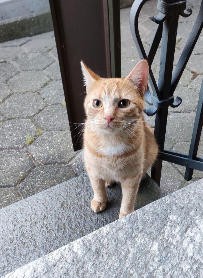 roter Kater vermisst in Neuenkirchen