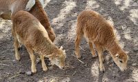 Kamerun Schafe / Kamerun Lämmer Sachsen - Döbeln Vorschau