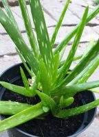 Aloe Vera Ableger, verschiedene Größen Niedersachsen - Nienburg (Weser) Vorschau