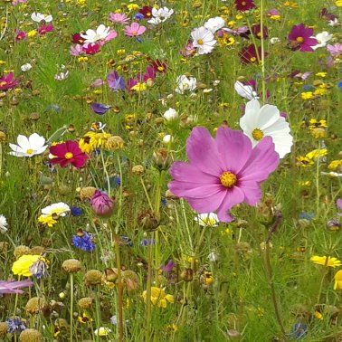 Blühwiesen neu anlegen, Bienenweiden, Blumenwiesen in Bad Zwischenahn