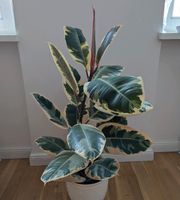 Gummibaum grün weiss ca 50cm - Ficus tineke Dresden - Äußere Neustadt Vorschau