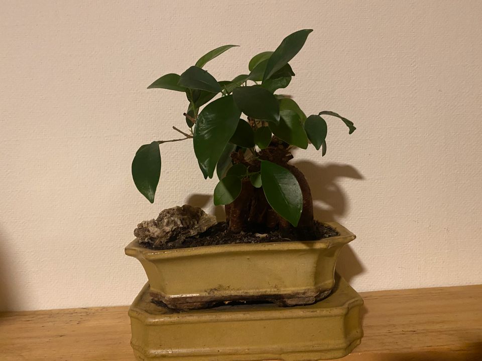 Ficus Bäumchen "Bonsai" in Neckargemünd