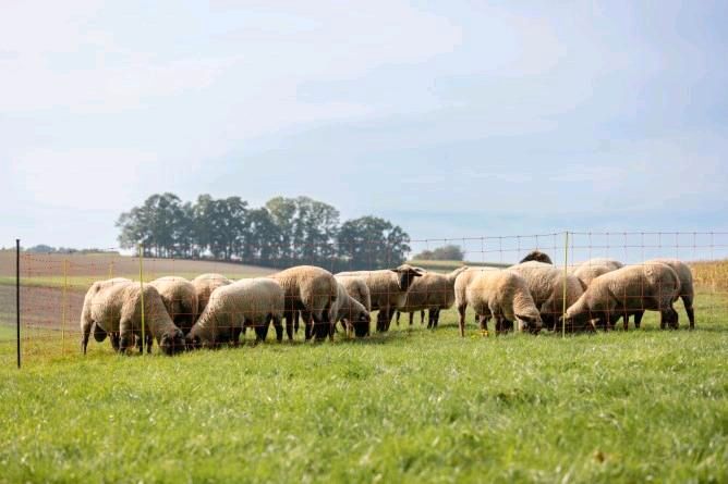 Aktion! Schafzaun Staffelpreise, Schafnetz, Weidenetz, Steckzaun in Engelsberg